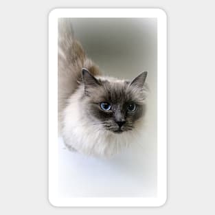 Ragdoll Lou Sticker